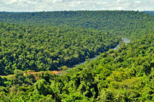 bosques nativos