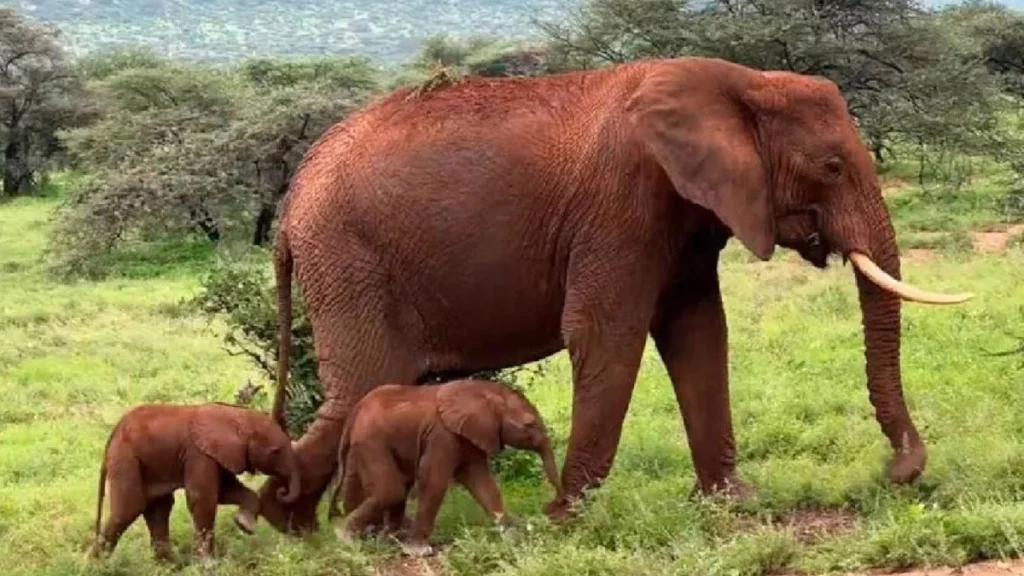 elefantes gemelos