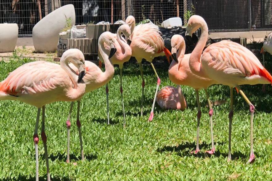 Flamencos en el zoológico ilegal en Canning