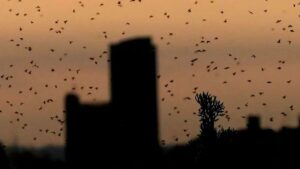 Invasión de hormigas voladoras en la ciudad de Córdoba
