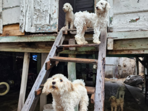 Perros rescatados gracias a la denuncia de una vecina por maltrato animal