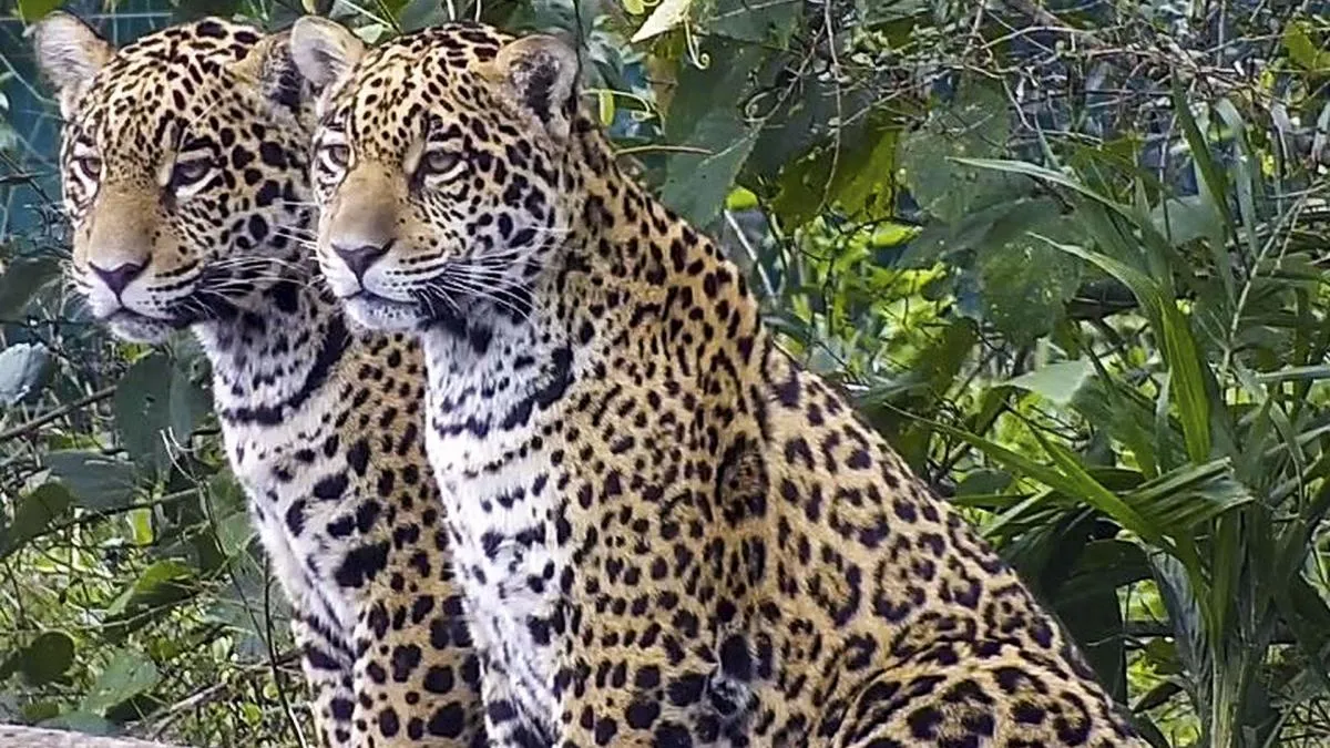 Misiones: Más de 3.000 animales mueren al año por conductores que no respetan los límites de velocidad