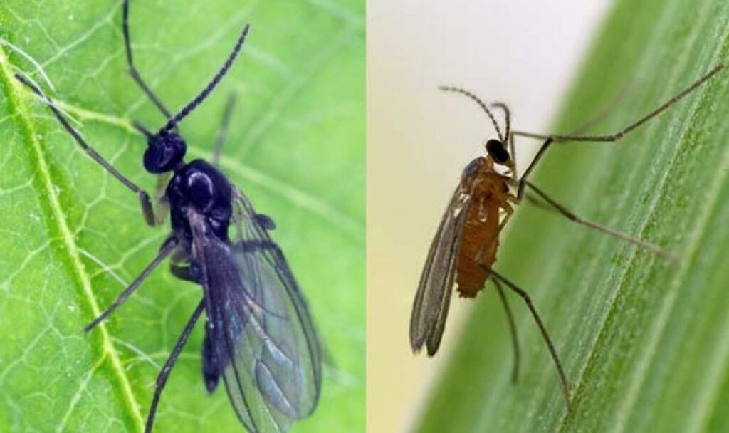 insectos comunes