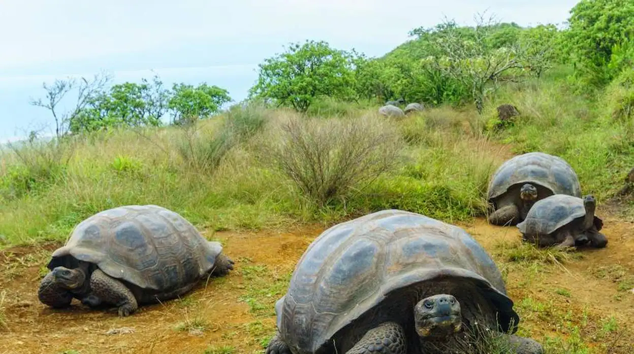 tortugas gigantes