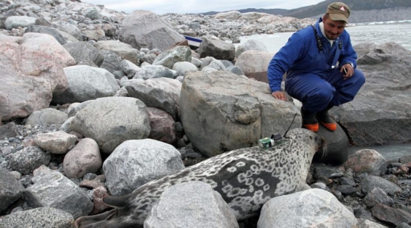Nueva especie de foca en el Ártico