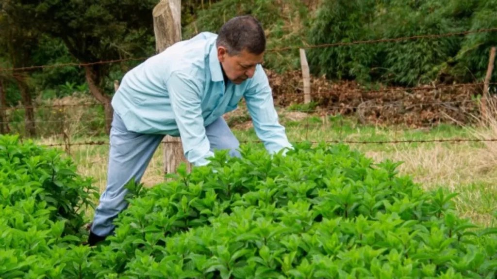 agricultura regenerativa