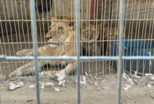 Los leones y sus crías están débiles por falta de comida en el zoológico de Gaza