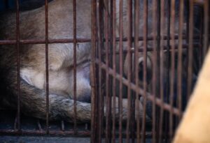 Corea del Sur prohíbe la producción y venta de carne de perro