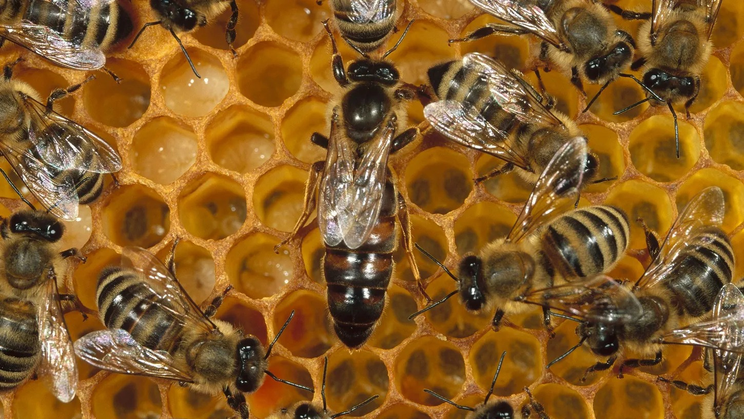 Cómo trabajan las "guardianas" de abejas.