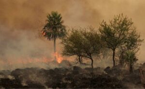 El peligro de los incendios forestales.