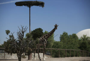 Preocupación por las malas condiciones de la jirafa Benito en México