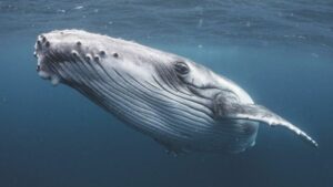 Los ambientalistas temen que especies de ballenas como la jorobada puedan verse afectadas por la minería en aguas profundas.
