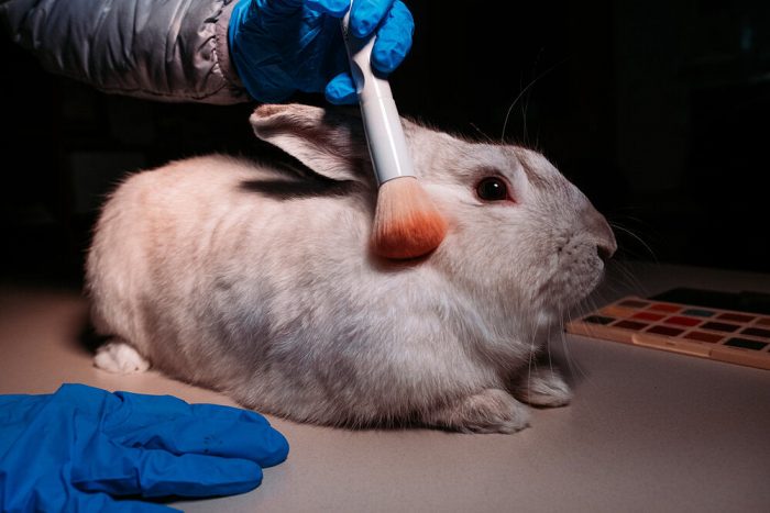 Chile prohibe el testeo en animales