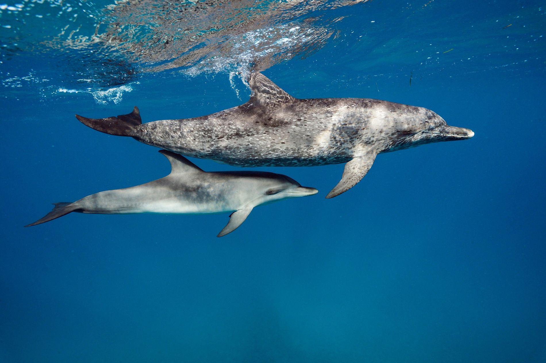 Intoxicación sin precedentes de animales marinos en California