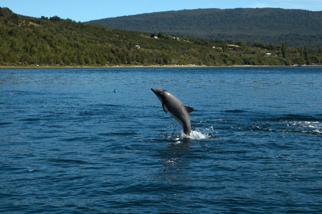 delfín chileno