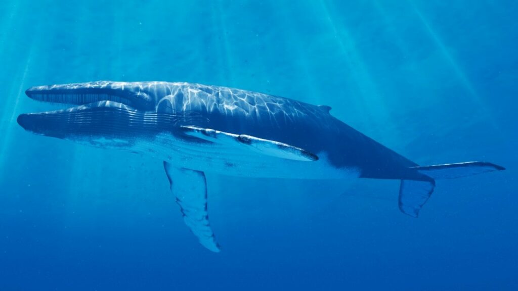 hibridación de ballenas