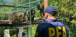 La Policía Federal Argentina recuperó ejemplares de monos aulladores en cautiverio. Foto PFA 