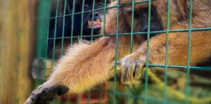 La Policía Federal Argentina recuperó ejemplares de monos aulladores en cautiverio. Foto PFA 