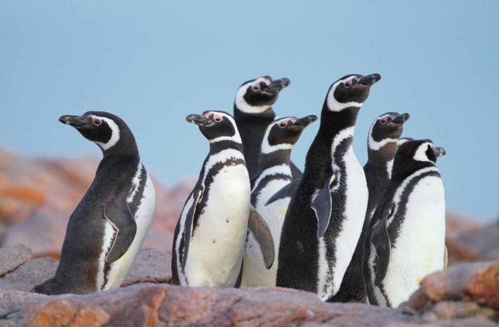 pingüino de Magallanes