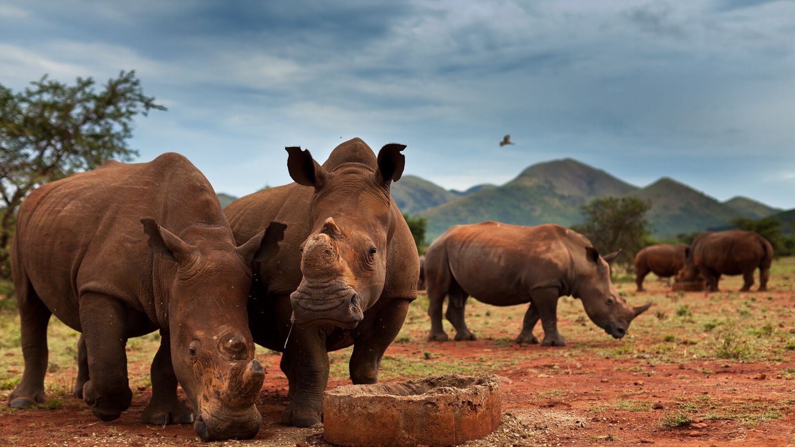Rinocerontes en Sudáfrica