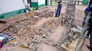 tráfico ilegal de aves