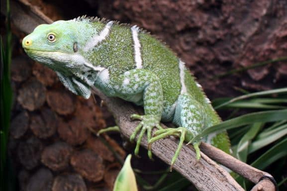 Las iguanas de Fiyi. (Foto: Argentinat)