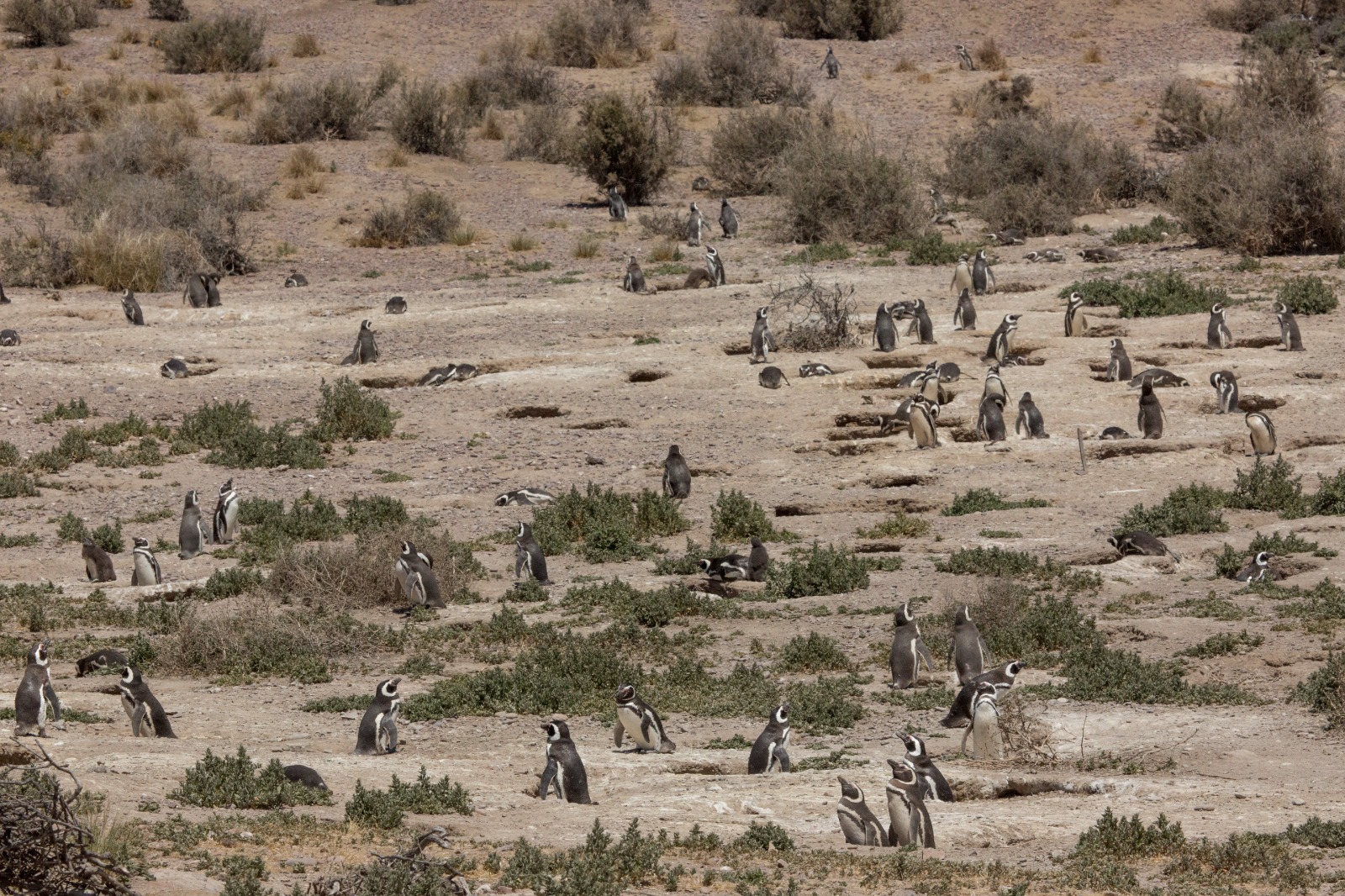 coast of Chubut