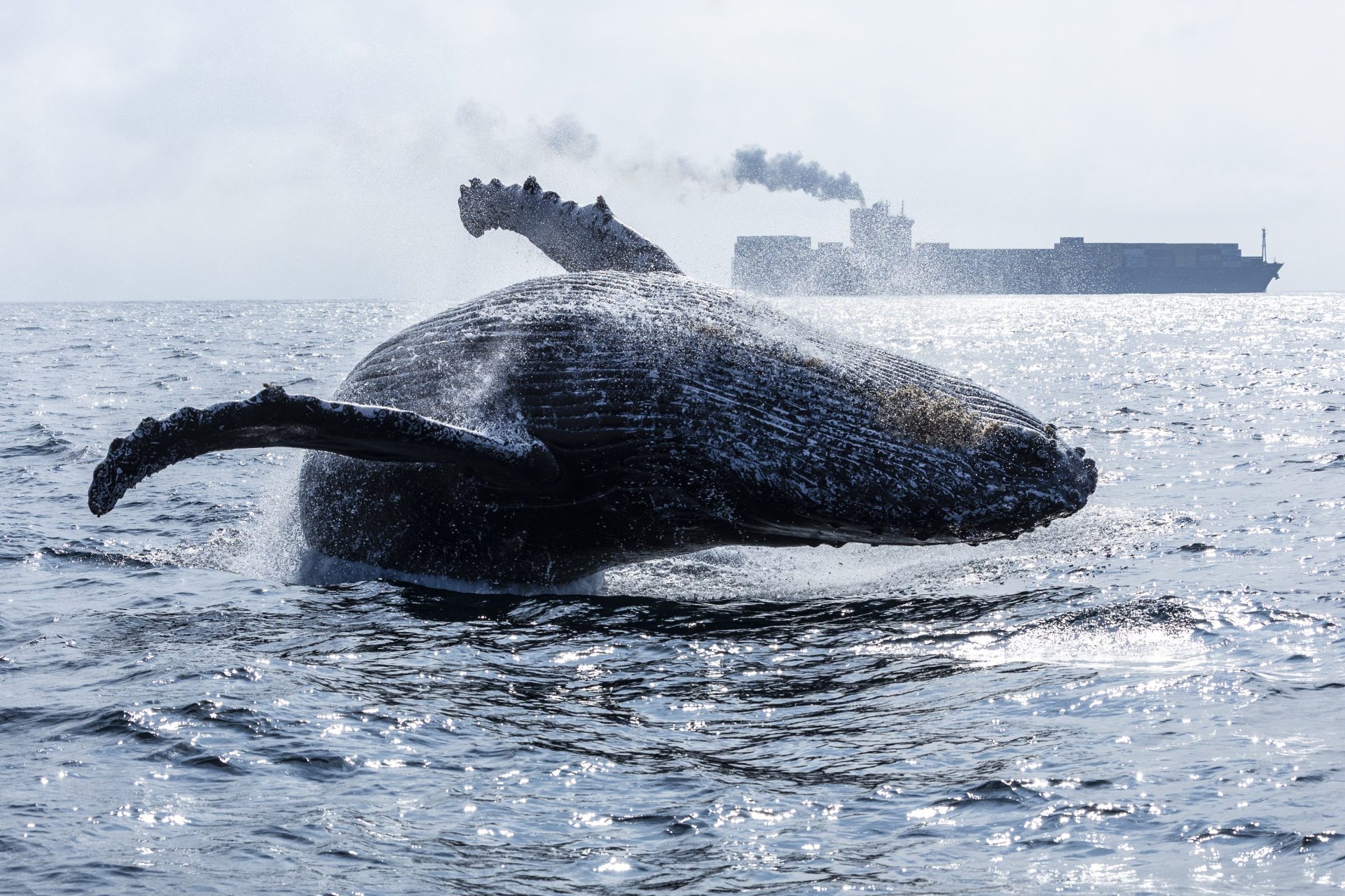 Humpback whales