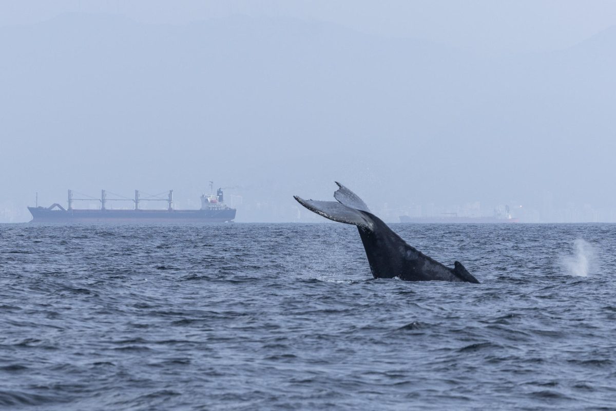 humpback whales