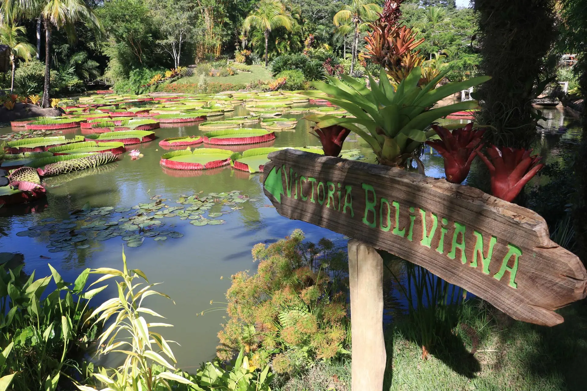 plantas acuáticas