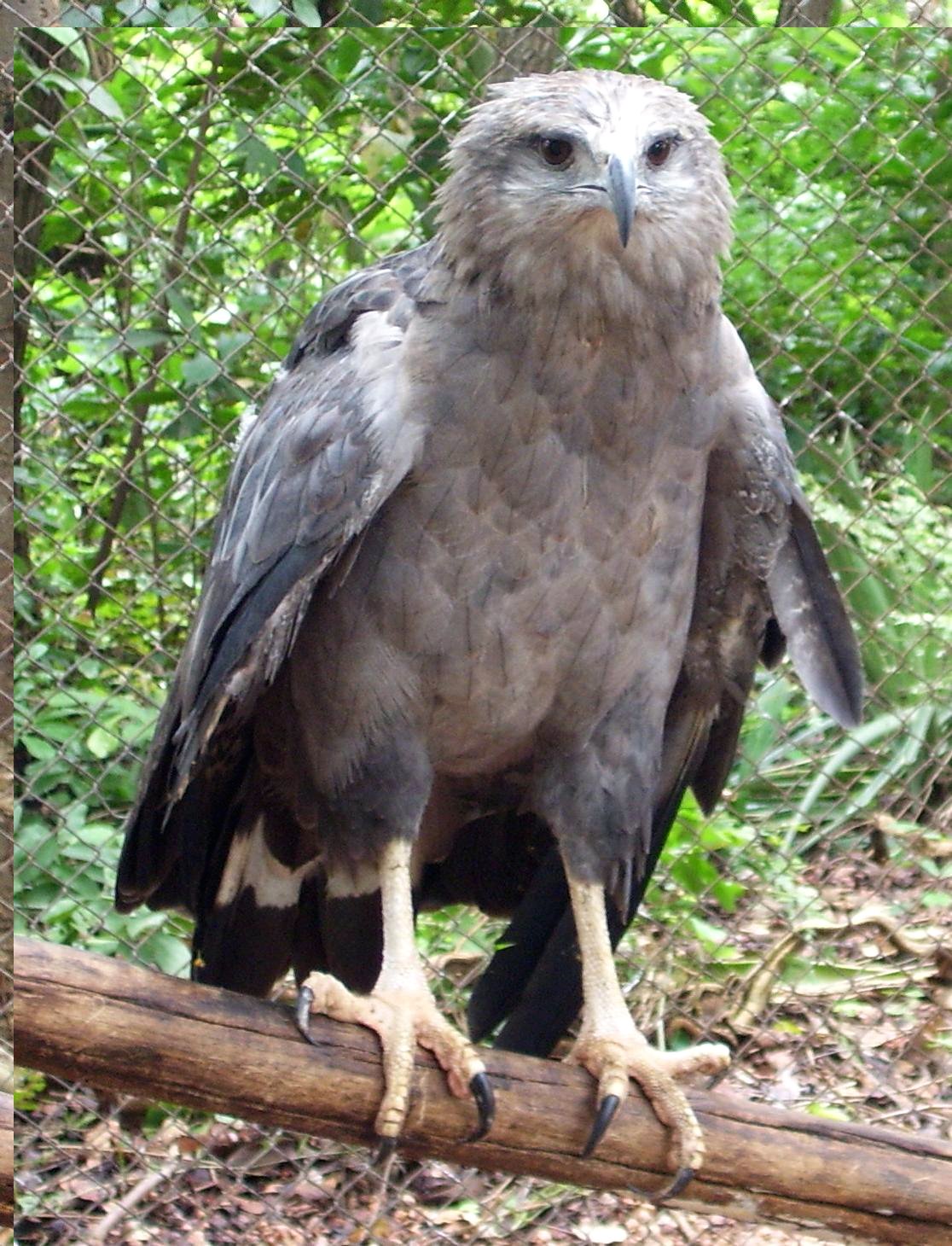 Como é a águia coroada. (Foto: Wikipedia).