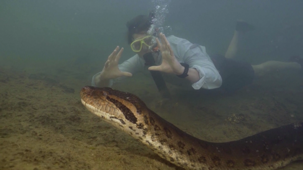 anaconda verde