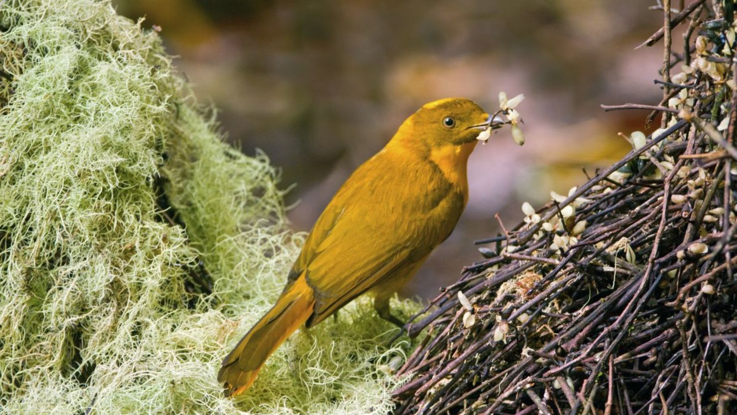 tropical birds