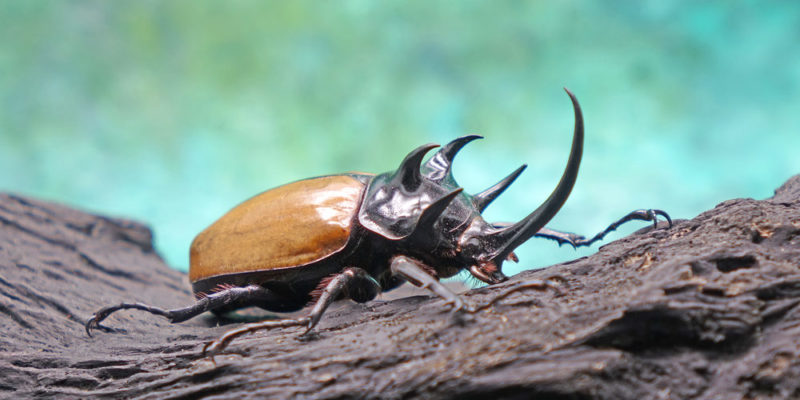Insectos inteligentes
