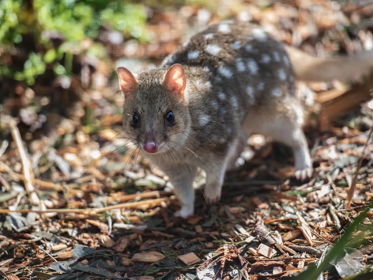 mammal in critical danger