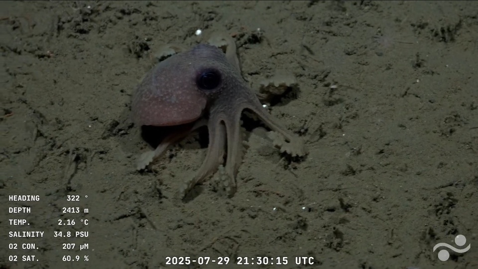 Unprecedented images of marine biodiversity.