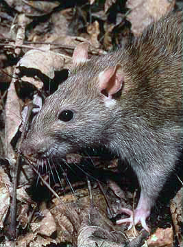 This is the guarén, the type of rodent associated with the appearances. (Photo: Wikipedia).
