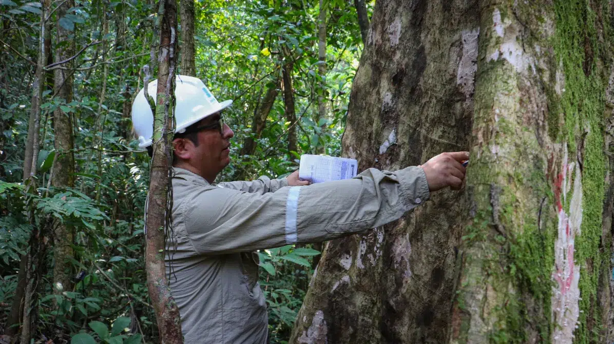 Amazon forests