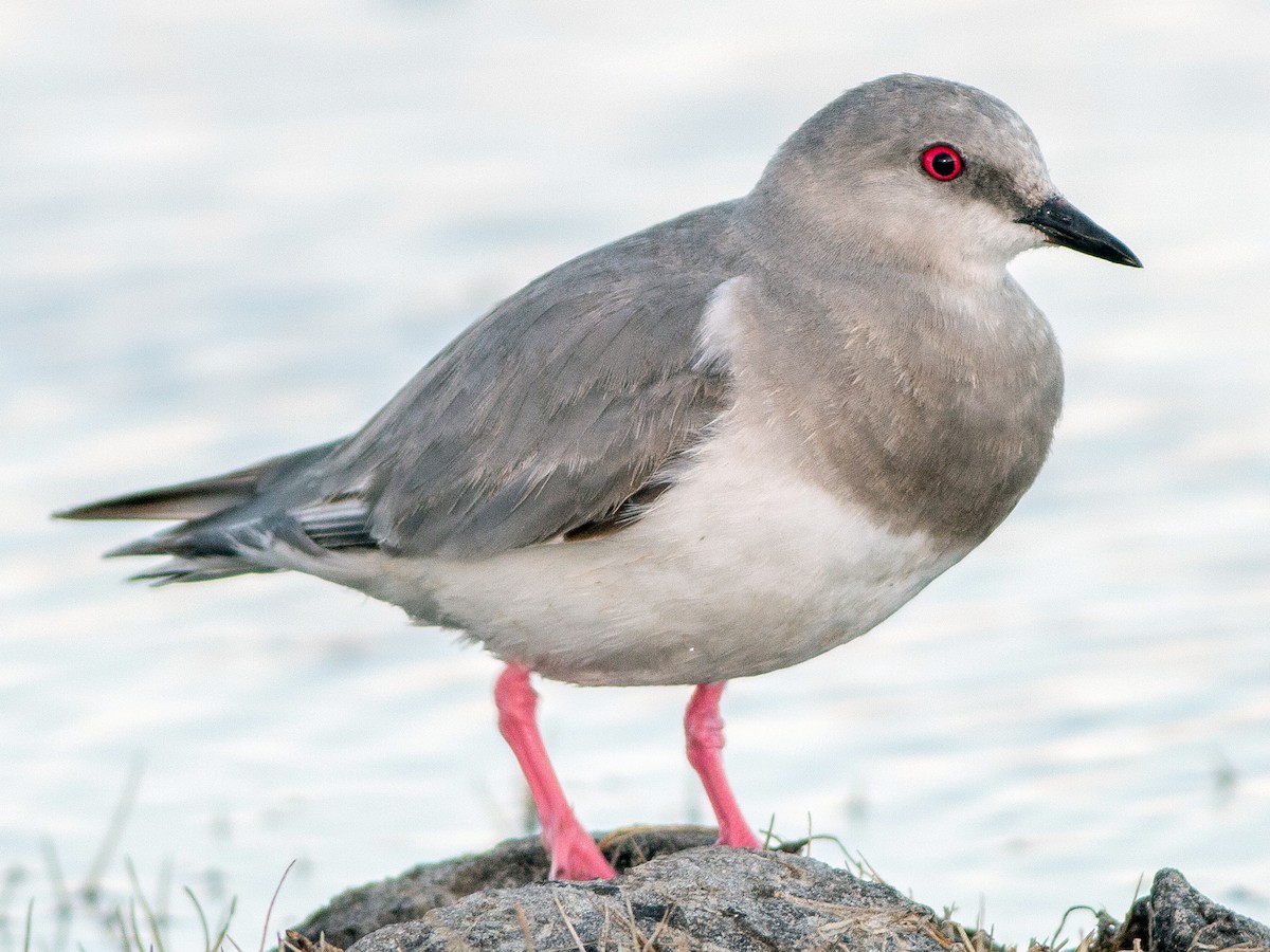 The situation of the Chorlito Ceniciento. (Photo: ebird.org).