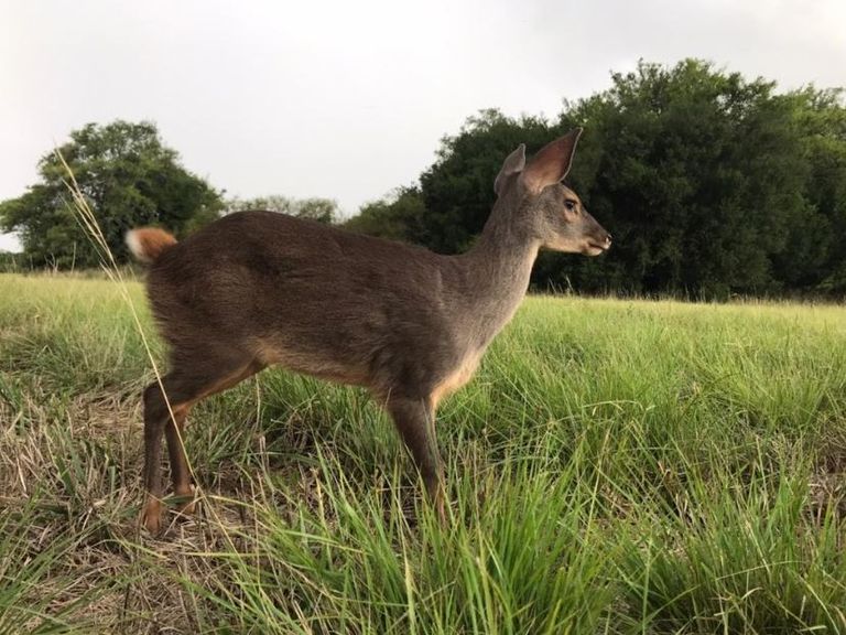 The brown brocket deer has returned to the El Potrero Reserve, Entre Ríos. (Photo: eldiaonline).