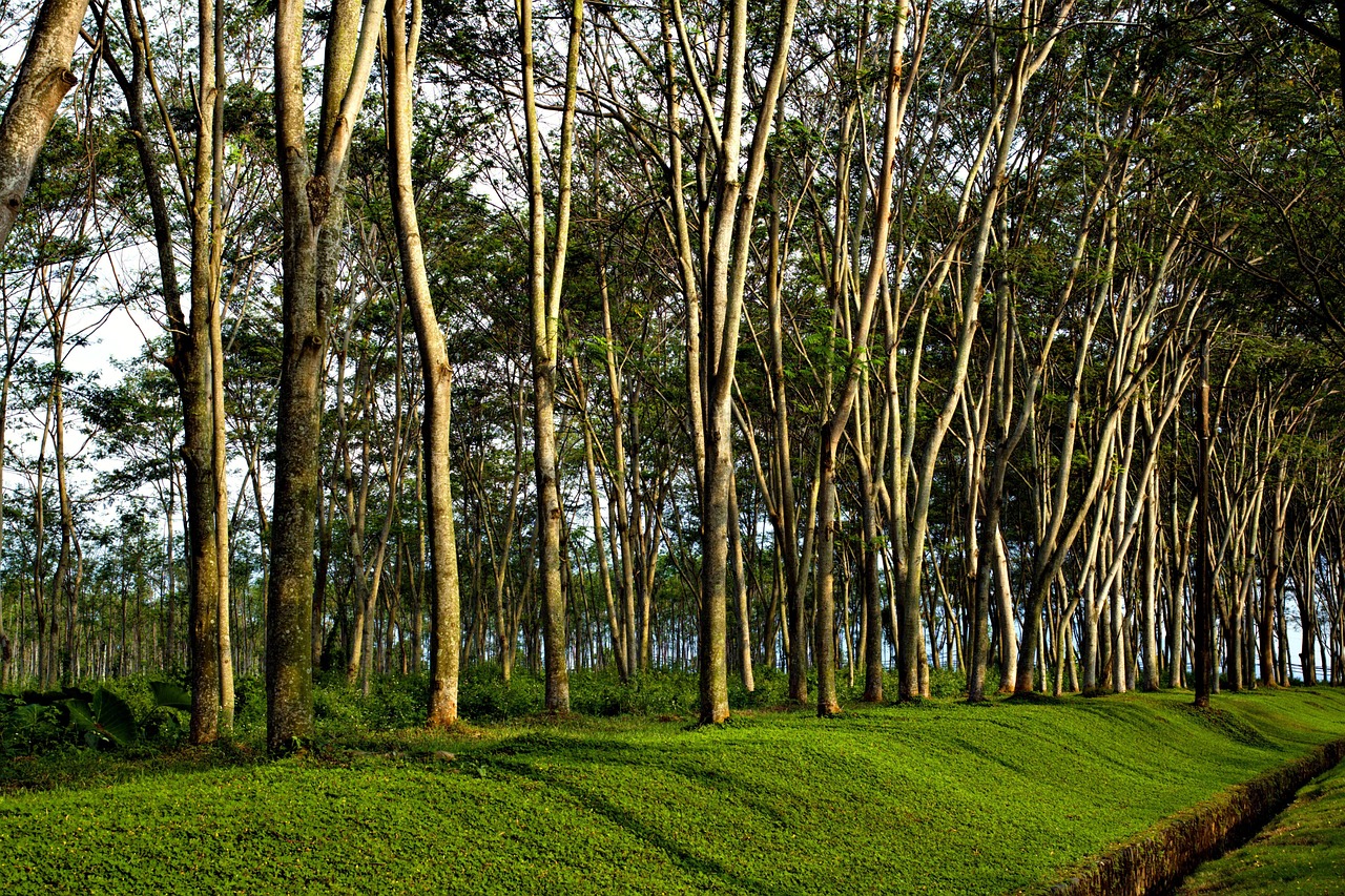 Cuáles son los árboles ideales para combatir el calor urbano. (Foto: Pixabay).