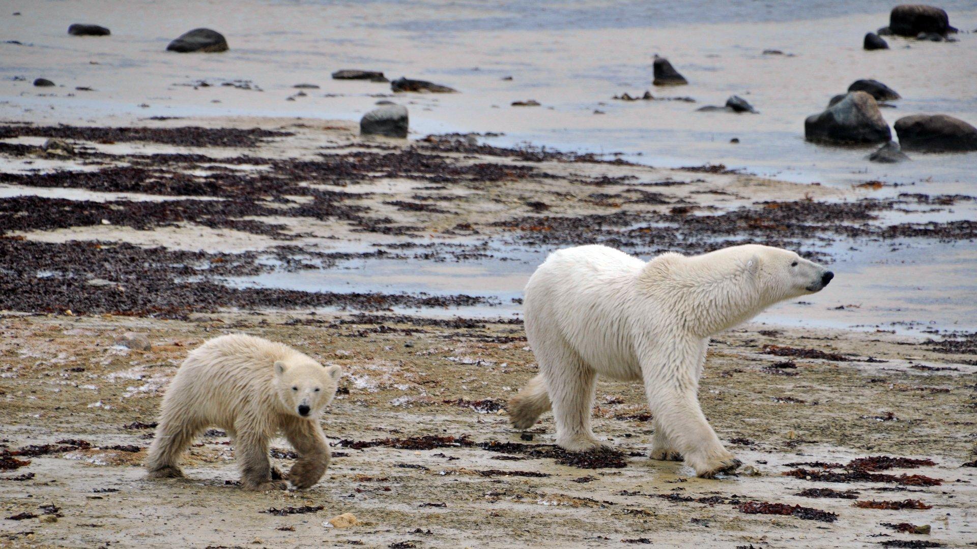 Polar Bears in Churchill