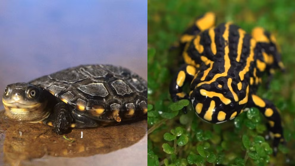 Australia enfrenta una crisis de biodiversidad, la población de reptiles y anfibios se redujo un 96% en 40 años