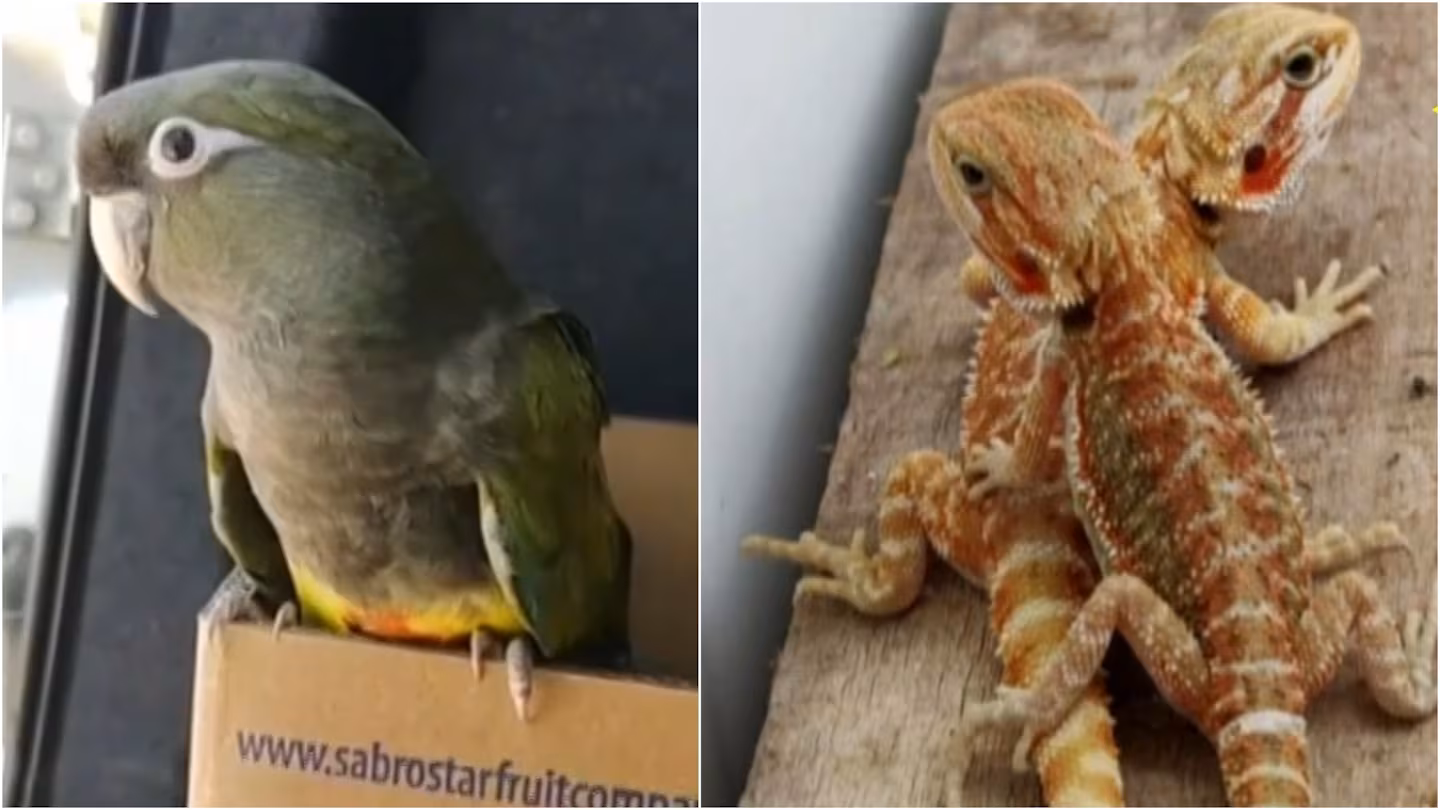 tráfico ilegal de fauna