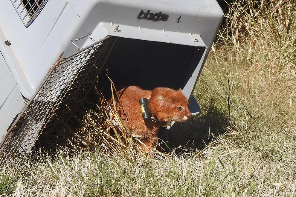 Liberan un yaguarundí y un carpincho en Córdoba y marcan un avance clave para la conservación de la fauna silvestre. Foto: Gobierno de Córdoba. 