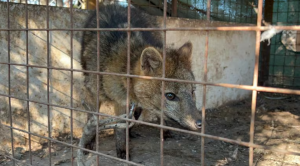Resgatam uma raposa selvagem cativa em San Pedro e reforçam a luta contra o tráfico e o maltrato de fauna nativa. Foto: TN. 