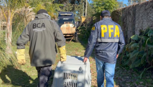 Resgatam uma raposa selvagem cativa em San Pedro e reforçam a luta contra o tráfico e o maltrato de fauna nativa. Foto: TN. 